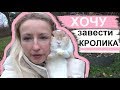 Стоит ли заводить кролика? Кролик как домашний питомец, что нужно знать о кроликах