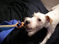 Parson Russell Terrier Attractive Aramis of Green Spirits - Lenny&#39;s playing with his tug toy