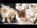 Getting Ready For My Neva Masquerade Siberian Cat