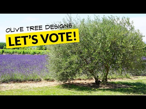 Where To Plant Olive Trees Landscape?