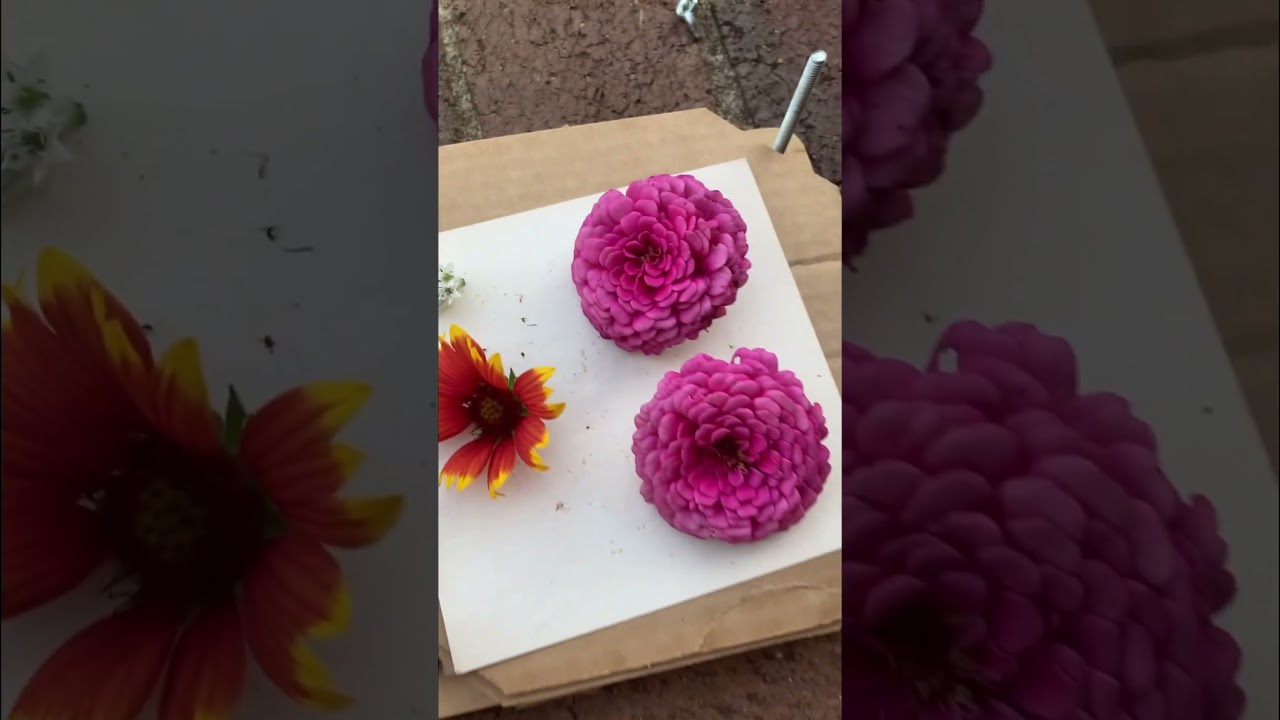 Pressing flowers before fall! #fyp #flowerart #fypシ #flowerpress #driedflowers #flowers #garden #art