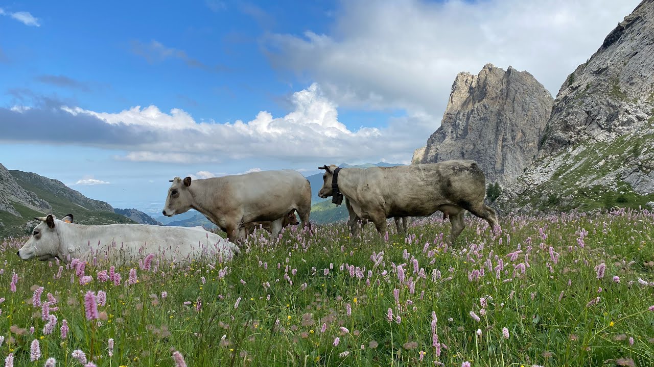 #transumanza #vallemaira #vallegrana #castelmagno mandrie in alpeggio KTM Duke 390