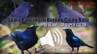 Suara PANCINGAN burung CIUNG BATU Di Alam Liar Ampuh - Cocok Juga Buat Masteran & Pikat