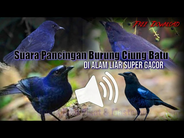 Suara PANCINGAN burung CIUNG BATU Di Alam Liar Ampuh - Cocok Juga Buat Masteran & Pikat class=