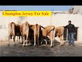 देखिए ! 5 अधिक दूध देने वाली जर्सी ।दाम 2 लाख 75 हजार में |Jolly Dairy Farm | Amritsar, Punjab |