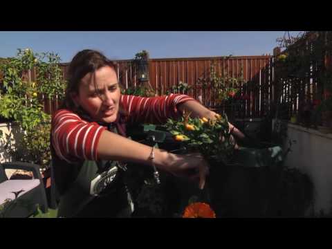 Vídeo: Producció d'hivernacle de maduixes: podeu cultivar maduixes en un hivernacle