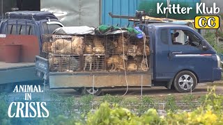 Dog Slaughter House Raid l Animal in Crisis Ep 384