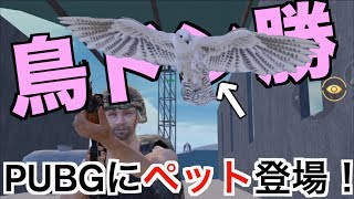 【まさかのペット登場！鳥と一緒にドン勝！！！】PUBGモバイル実況