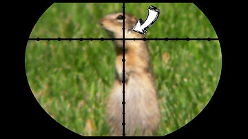 Ground Squirrel Pest Control - Poison vs Pellets [contains hunting]