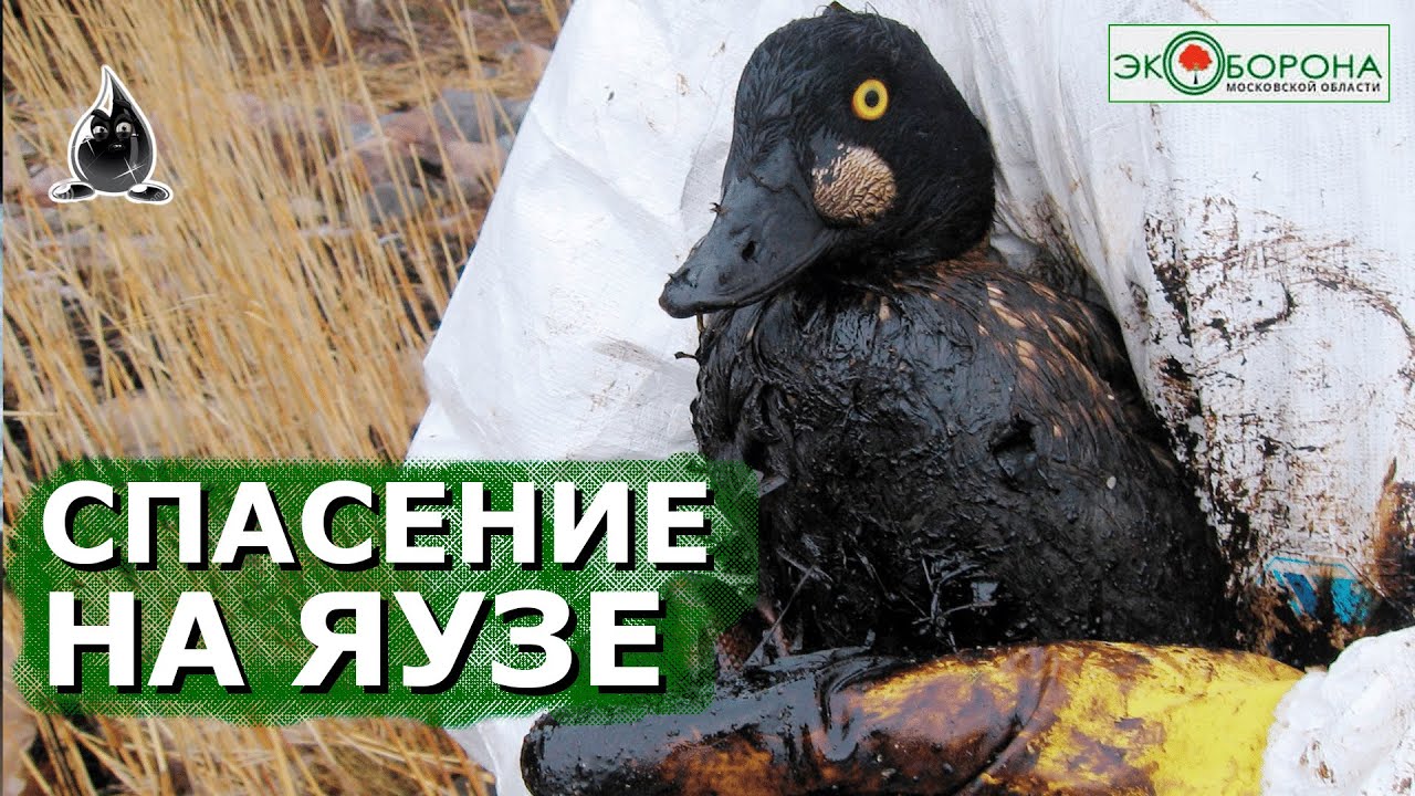 🦆🦆 Сброс в Яузу! Уток спасают от смерти 