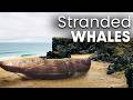 Whale Rescue: Taking Action to Protect Earth&#39;s Majestic Marine Guardians | Documentary