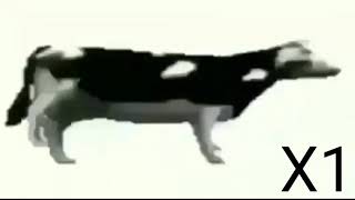 корова тонцует под польскую       польскую песню ускорения от Х1 до Х256