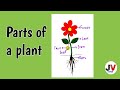 Parts Of A Plant Drawing How To Draw And Label Parts Of A Plant 