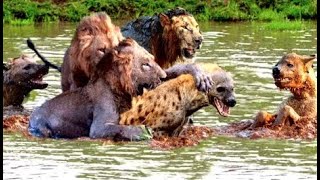 HYENA MASSACRE! DEADLY FIGHT OF AN ANGRY LIONS VS HYENAS