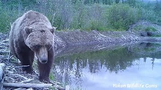 Dam Cams! A dual camera wildlife compilation