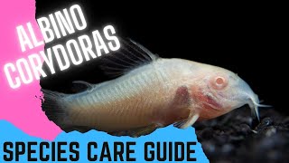 Albino Corydora's  Species Care Guide