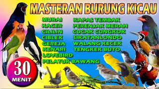 Masteran Burung Murai Kolaborasi suara Burung Kicau Full masteran 'RECOMENDASI' 🎶