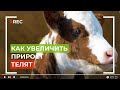 КАК УВЕЛИЧИТЬ ПРИРОСТ ТЕЛЯТ ? BIO METHOD и РЕАСИЛ