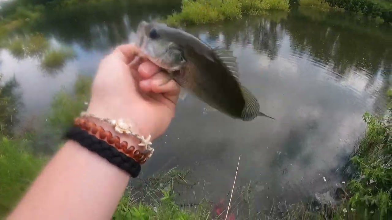 NC BASS FISHING