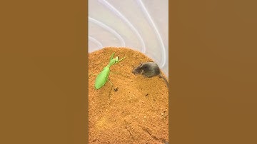 Mantis vs. Rat| Mantis On catching rat #wildlife #wildanimals #animalphotography