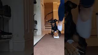 German Pinscher Helps Owner Take off Shoes