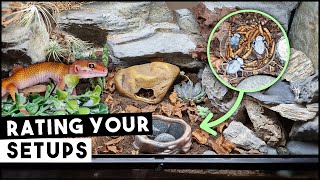 Blue DeathFeigning Beetles in a Leopard Gecko Enclosure | RATING YOUR SETUPS