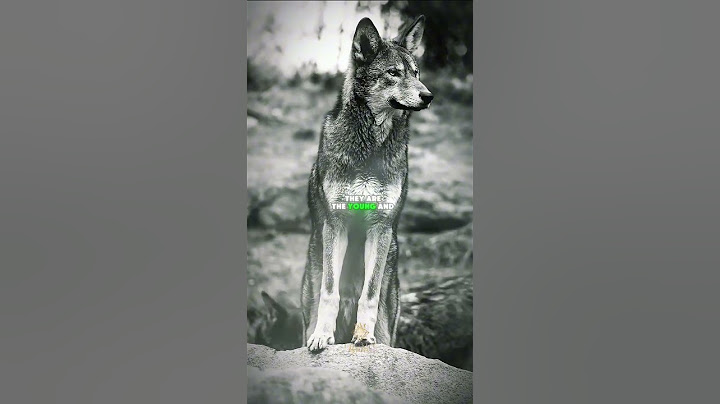 This Wolf Formation Will Blow Your Mind #WolfPack #NatureSecrets #AnimalWisdom #LoneWolf  #Wildlife