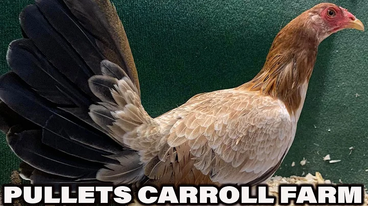Beautiful Pullets Kelso McLean Hatch KENNETH CARRO...
