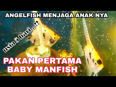 Video: Bilakah telur angelfish menetas?