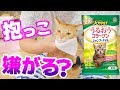 シャンプータオルがお風呂代わり！茶トラ猫の茶々とマロンは嫌がる？抱っこする使い方で綺麗にしたけど、最後はやっぱり毛繕い！