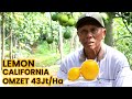 Episode kaya karena lemon california kebun lemon 3 ha milik syahid albarkah