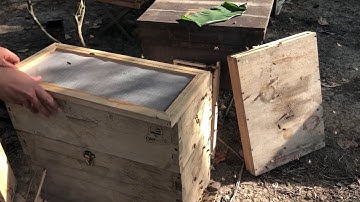 Soạn Ong Giống Thùng kế 5 cầu tiêu chuẩn cho khách tỉnh xa - Ong Xanh Beekeeping