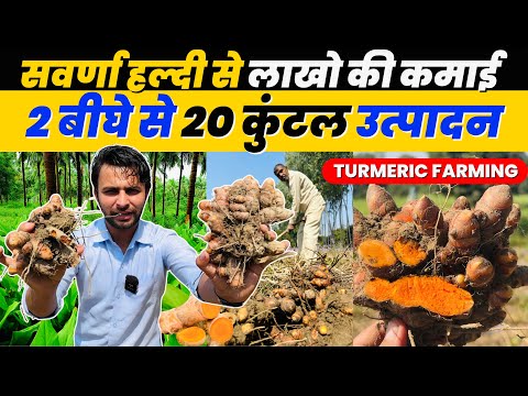 सवर्णा हल्दी की खेती कब और कैसे करें 🤑Turmeric Cultivation In India पिले सोने से लाखो की कमाई 💰