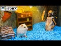 Hamster vs granny in the scary house for halloween  homura ham pets