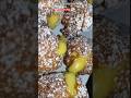 CASTAGNOLE RIPIENE, A carnevale non possono mancare, buone vuote e ripiene! #food #recipe #carnaval