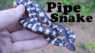 Red-tailed Pipe Snake