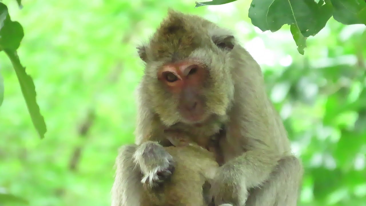 Sad Mom Vegas !!! Vegas She Looks Really Love Her Blind Baby Vigo And Most Worries About Baby