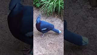 Victoria Crowned Pigeon