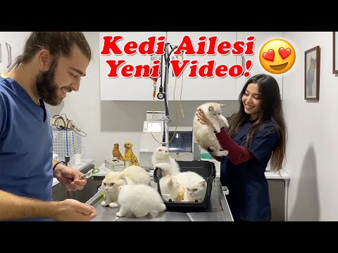 Video: Ailenin Kedisi, 13ft Delikte Kayıp Köpek Buldu