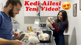 YENİ KEDİ AİLESİ VİDEOSU! (KAYIP KISIM) Anne Kedi, Baba Kedi ve Bebek Kediler