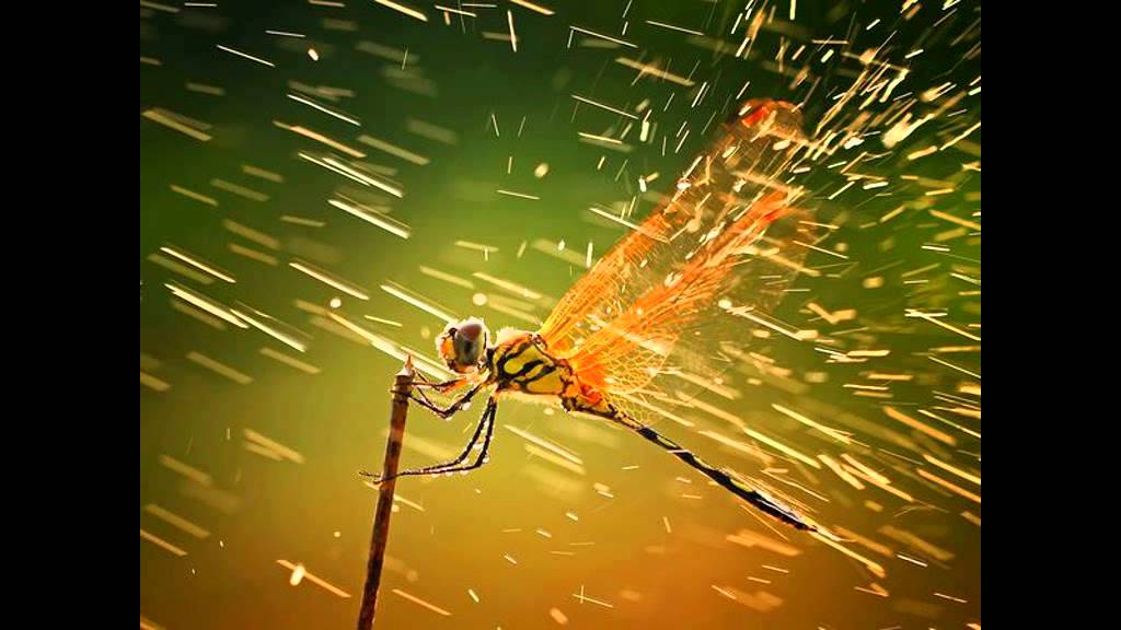 Planet Green Trees Radio:  Patient Testimonials 2