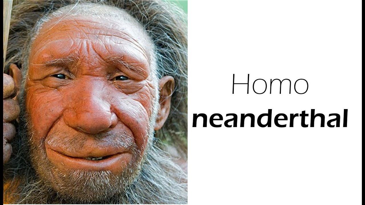 Homo Sapiens Neandertaler Homo Sapiens Neandertaler