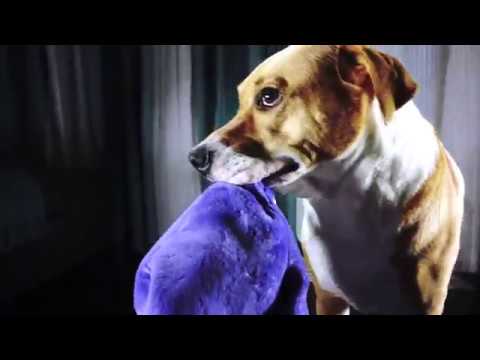 Tearribles: The Dog Toy We've All Been Waiting For by Tearribles —  Kickstarter