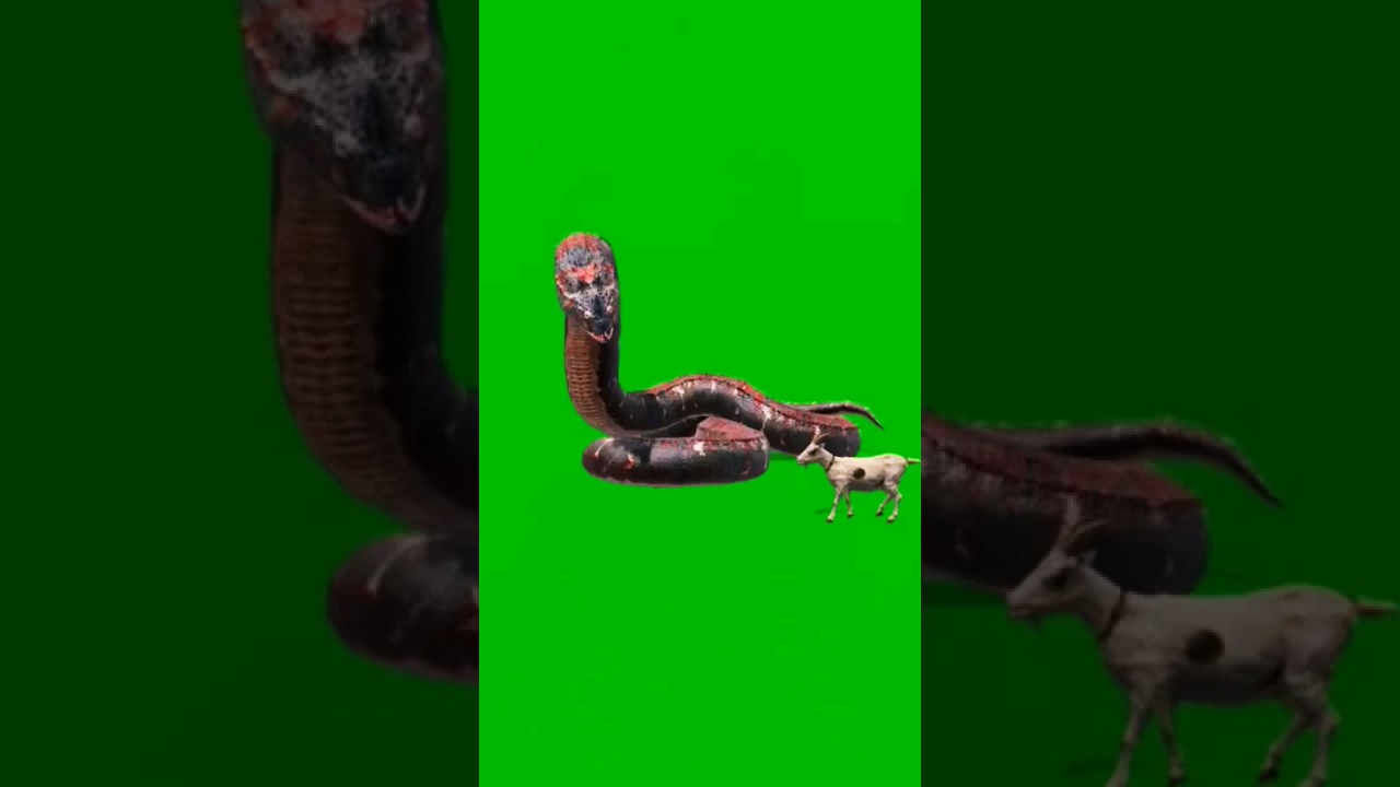 Gaint Snake Eating Goat 🐐 Green Screen VFX Effect 🎯 Croma key 🗝️ No Copyright ©️ 