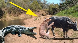 Amazing Crocodile Protect Buffalo From Lion | Nice Animals Life