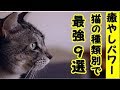 都市伝説・猫の毛の色によって猫の 癒やしのパワーが違うお話・招き猫ちゃんねる