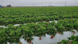 LIVE FROM THE FIELDS: Santa Maria, CA Strawberries