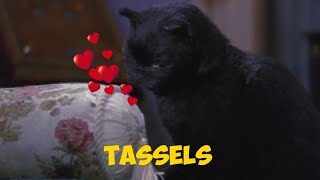 Salem Saberhagen Loves Tassels