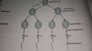 Discription Of Spermatogenesis With Diagram