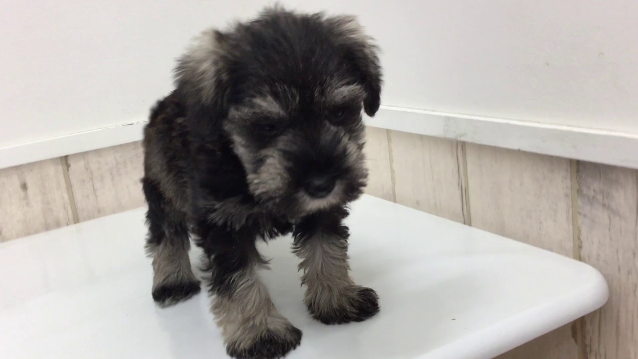 チャネル 重なる 不安定 犬 の 家 シュナウザー Stevensonranchtowing Org